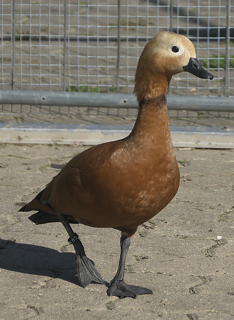 艱辛